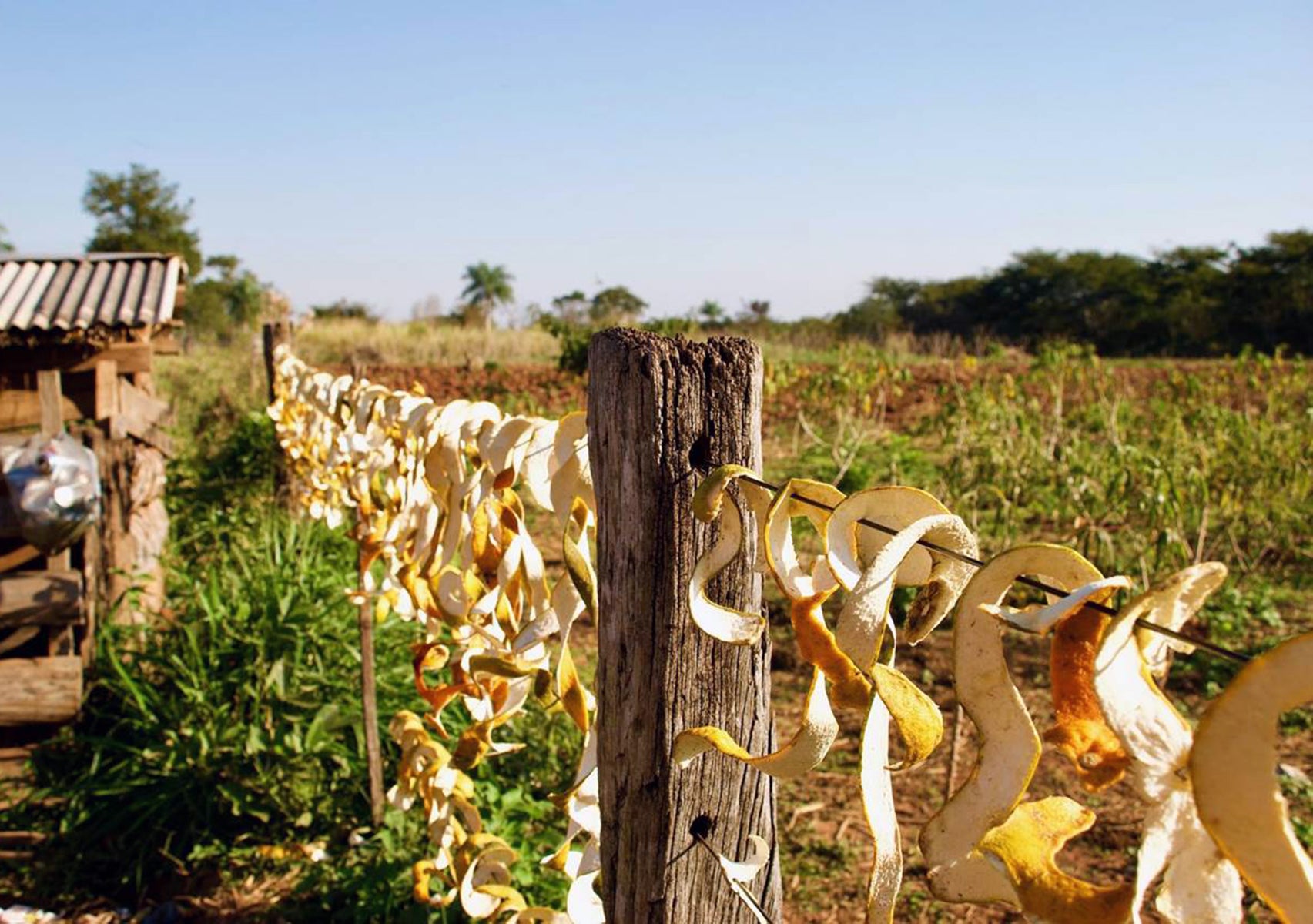 Orange peel drying on fence
