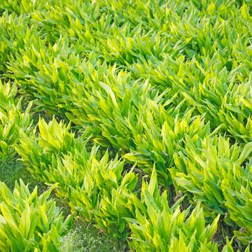 Rows of Turmeric Plants in a Field