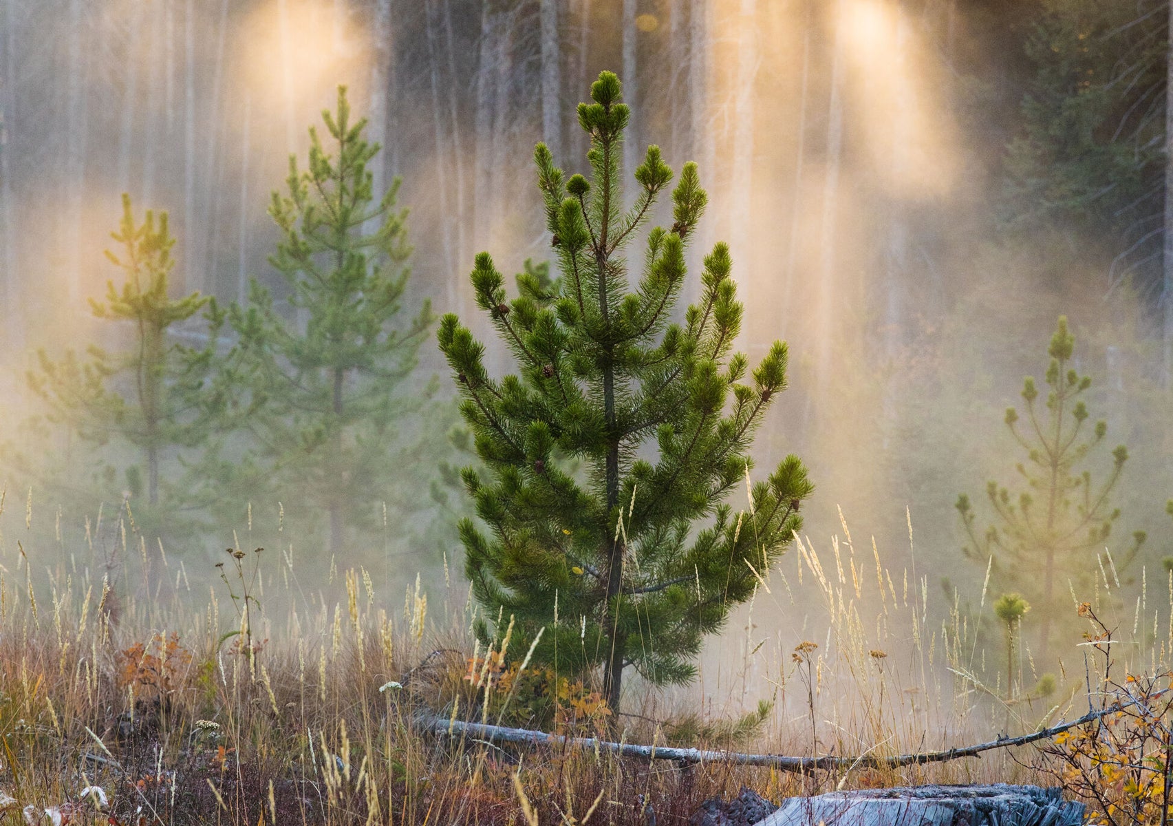 Evergreen in the fog