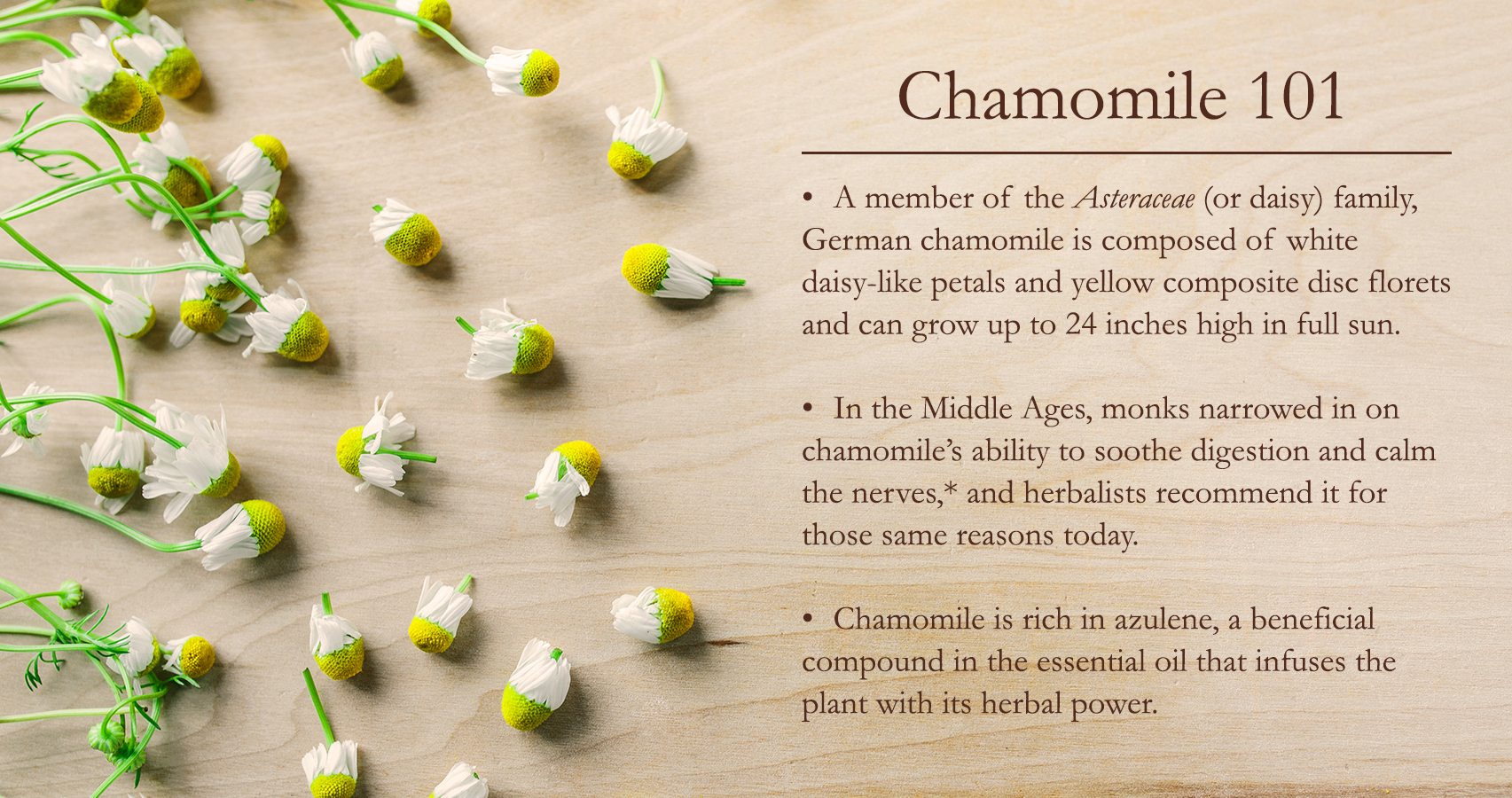 chamomile facts