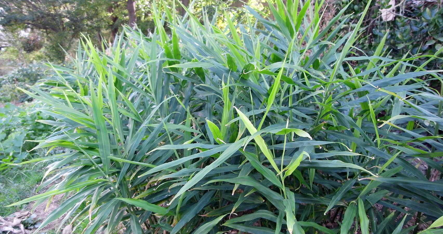 ginger plant